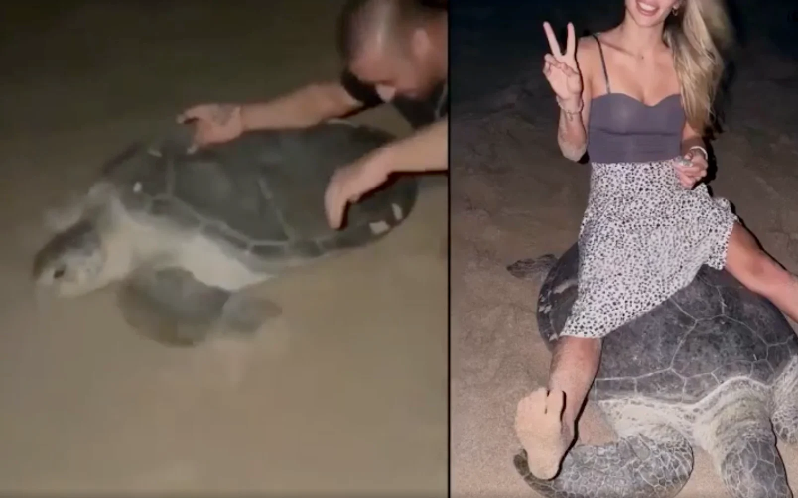 An Influencer Sat on a Nesting Sea Turtle for Content. Oman Is Not Laughing.
